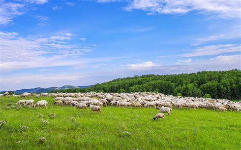 Hulunbuir Grassland: Best-Preserved Prairie in Inner Mongolia