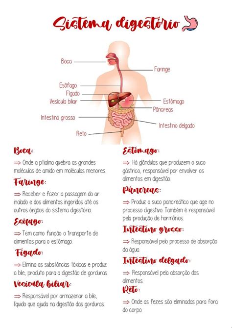 Sistema Digestivo Resumo Em 2022 Material De Enfermagem Fundamentos