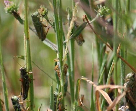 Hungry Grasshoppers Spurred By Us Drought Threaten Rangeland