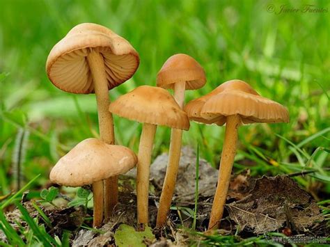 Обикновена челядинка | BGMushrooms