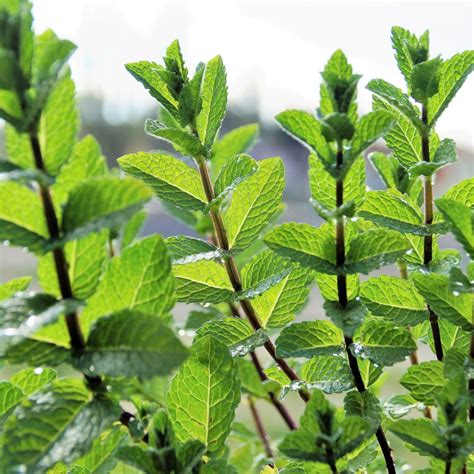 Menthe Poivr E Mentha X Piperita Poivr E Fleurir Son Jardin