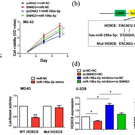 MiR 196a 5p Reversed The Tumor Promoting Effects Of SNHG3 In OS Cells