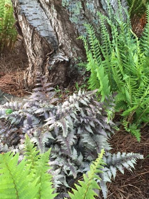 Deer Resistant Ferns Evergreen Beautiful Bb Barns Asheville