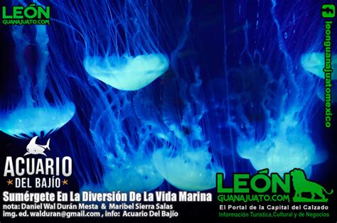 Visita El Acuario Del Bajío en León Guanajuato Sumérgete En La