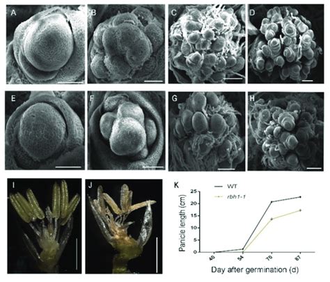 Observation Of The Abnormal Panicle Development In Rbh1 1 Mutant A H