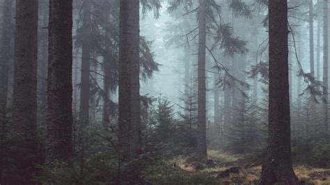 Misty Forest Wallpapers - Top Free Misty Forest Backgrounds