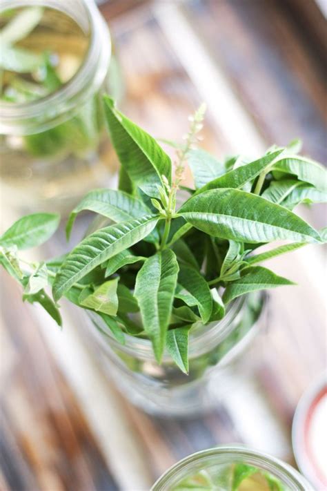 Lemon Verbena Kombucha - Fermented Food Lab