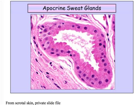 Apocrine Sweat Glands Histology