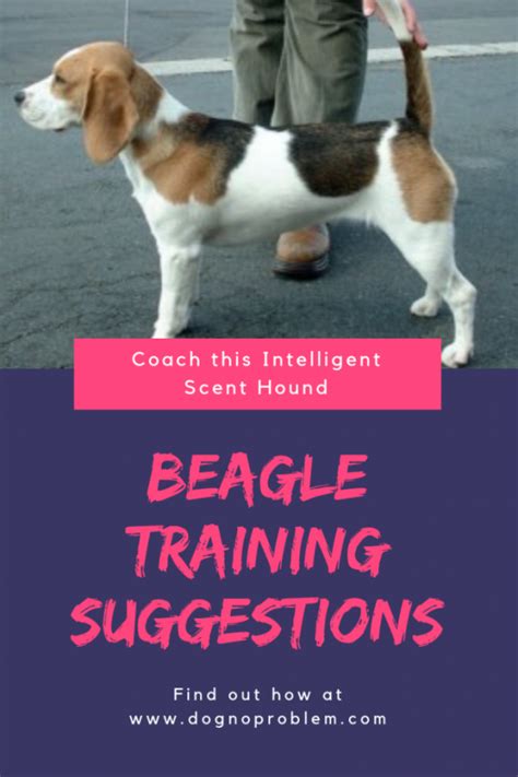 Beagle Training Suggestions: 6 Article And 3 Videos (Great Information!)