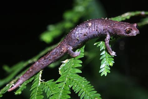 Mexican Salamanders – Ropey Science