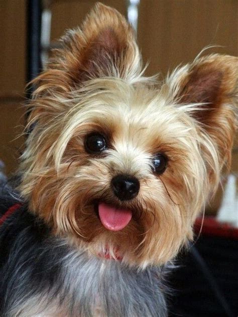 8 Ways My Small Dog Acts Like The Biggest Dog In The World Kleine