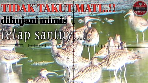 BERBURU BURUNG GAJAHAN 1sot 2 Kill Bertubi Tubi Donyhunter1775 YouTube