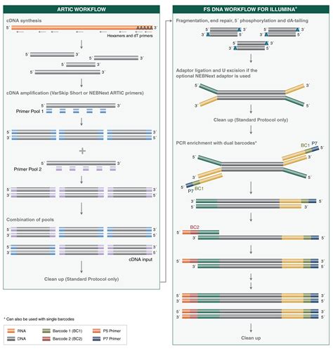 Nebnext Artic Kits F R Sars Cov Sequencing New England Biolabs Gmbh