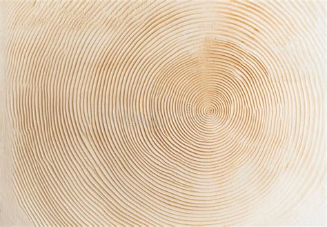 detailed wood cross section texture image high quality image stock