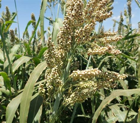 Sorgo Forrajero Para La Comarca Lagunera Semillas Escalera