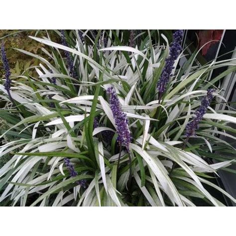 Leliegras Liriope Muscari Okina Vaste Planten Planten Online