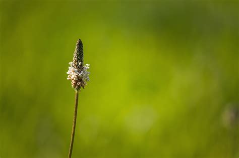 Grass Flower Green Free Photo On Pixabay Pixabay