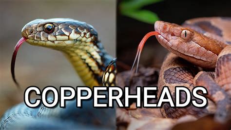 Copperhead Vs Copperhead Two Venomous Snakes From The Usa And