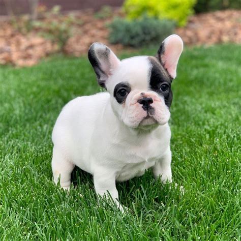 French Bulldogs For Salefrenchies For Sale Near Me