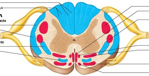 Grey Matter Divisions Afferent Vs Efferent Diagram Quizlet