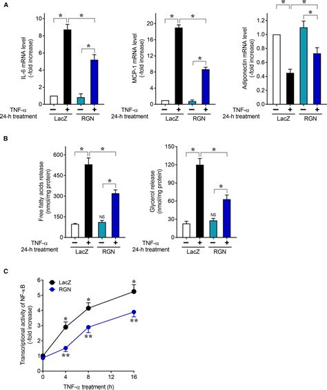 Regucalcin Enhances Adipocyte Differentiation And Attenuates