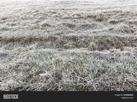 Grass Frost - Grass Image & Photo (Free Trial) | Bigstock