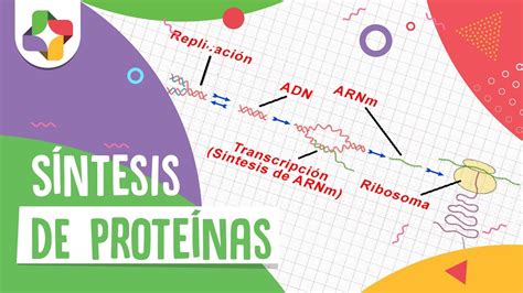 Esquema De Sintesis De Proteinas Fotos Guia 2021 Images