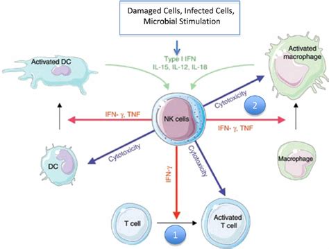 Cytokine Production By Nk Cells Several Types Of Stimuli Result In The