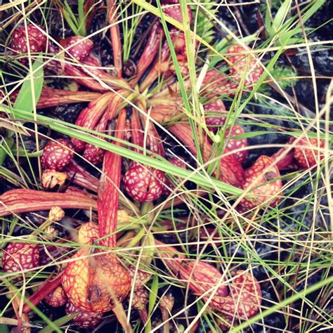 Northwest Floridawhere The Plants Eat Meat Gardening In The Panhandle