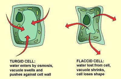 Osmosis and Diffusion