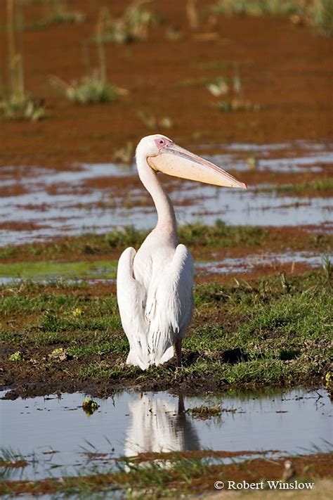 Birds Of East Africa Largest And Most Popular Gallery On The Website