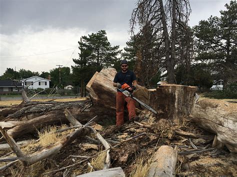 Arborist Offering Expert Tree Care In Lehi Rivendell Tree Experts