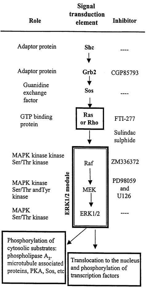 The Extracellular Signal Regulated Protein Kinase Erk Pathway The