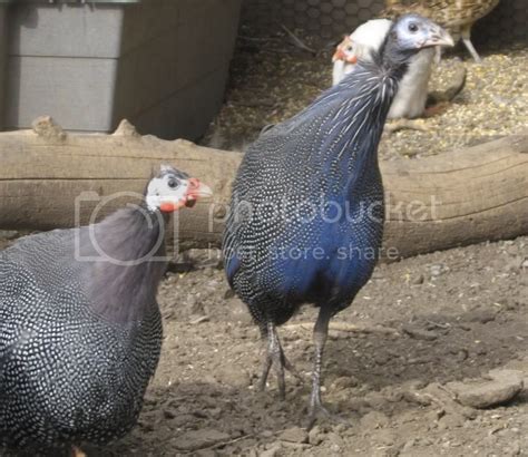 Guineas Of A Different Color Vulturine Hybrids Page 4 Backyard Chickens Learn How To