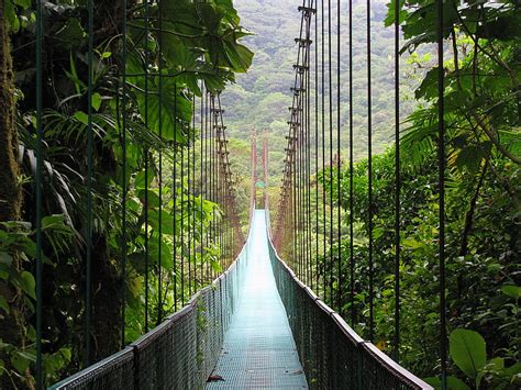 Monteverde Cloud Forest Forest Wonderful Costa Rica Cloud Bridge