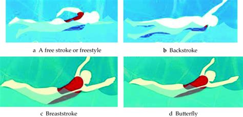 A A Free Stroke Or Freestyle B Backstroke C Breaststroke D