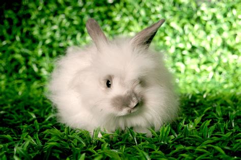 Angora Rabbits - Our Lovely Rabbits