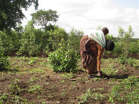 Sustainable Agriculture in Ethiopia Needs Improvement