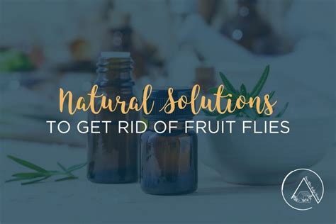 Top 15 Essential Oils To Repel Fruit Flies Our Blue Ridge House