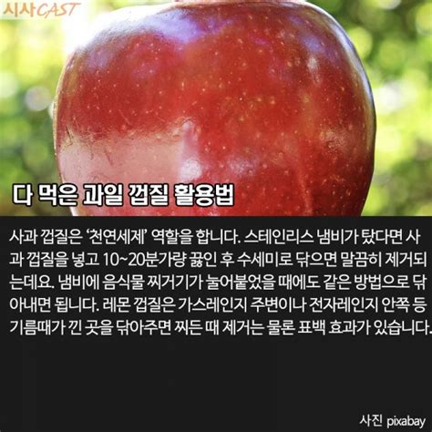 싱글족의 생활꿀팁 알고 먹으면 더 달다 맛있는 여름 과일 고르는 법and껍질 활용법 시사캐스트