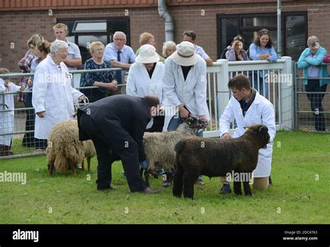 Sheep judging at Staffordshire County Show Stock Photo - Alamy