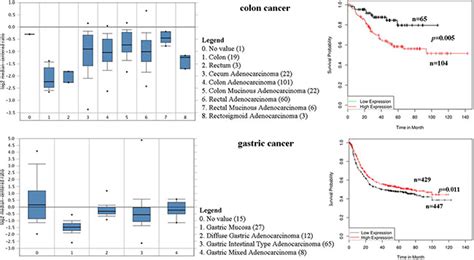 Prognostic Significance Of Cd44 In Human Colon Cancer And Gastric