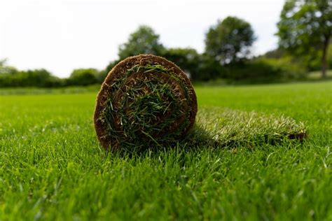 Best Time To Fertilize Lawn Before Or After Rain