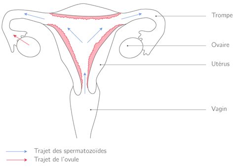 Trajet Des Spermatozoide Dans L Appareil Reproducteur Masculin