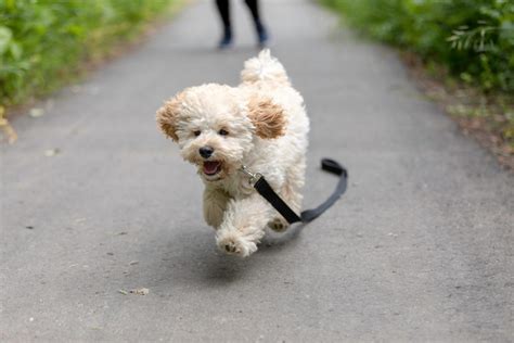 Maltipoo Lifespan & Tips For Increasing Its Life Expectancy