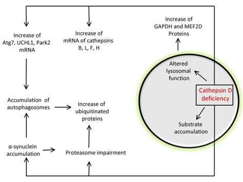 Consequence of Cathepsin D deficiencies. Cathepsin D is a major ...