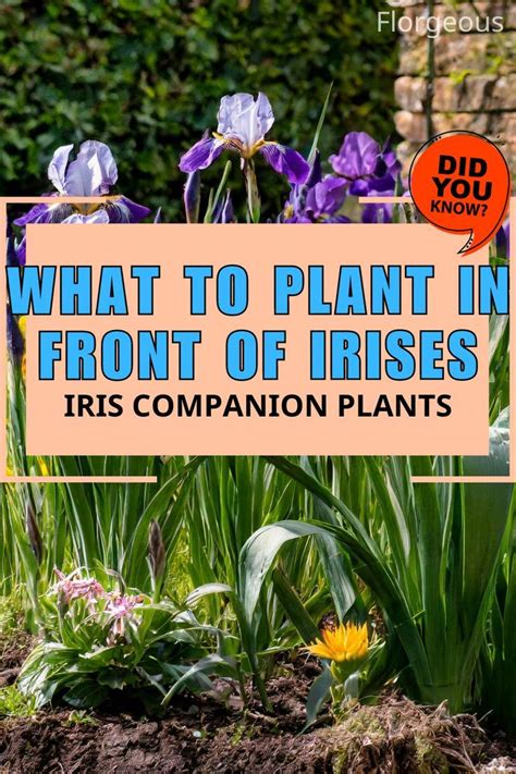 What To Plant In Front Of Irises Iris Companion Plants In