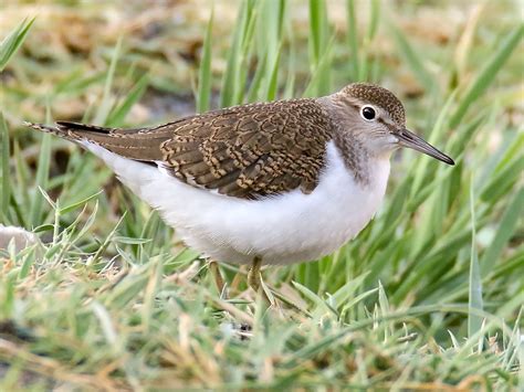 Birds Of The World Sandpipers Snipes Dowitchers Scolopacidae