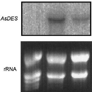 Rna Gel Blot Hybridization Of Leaves A And Roots B Of Garlic