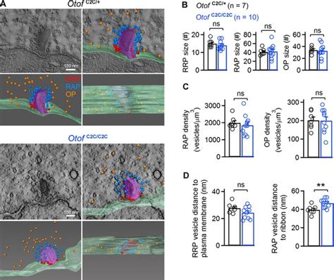 Figures And Data In Otoferlin Acts As A Ca2 Sensor For Vesicle Fusion